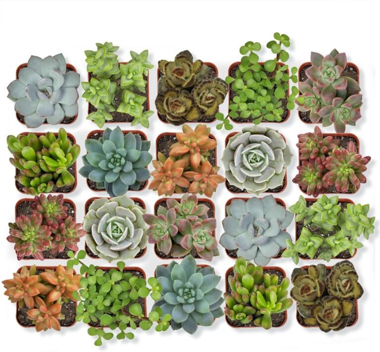 Live Succulents: 2026 Ultimate Guide For Amazing Indoor Succulent Care 4 81Q6sdJrH3L. AC SL1500 10 Add Storage Space