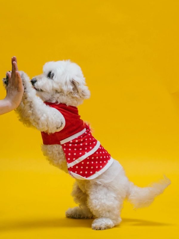 pexels_pet_profucts pexels_pet_profucts